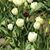 Ellen Kimura Eades's profile image