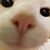 Amy Mitamura's profile image