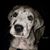 Brandy Carlile's profile image