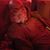 Darnell Thomas's profile image