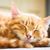 Carol Schiesser's profile image