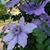 Leslie S. McMillan's profile image