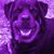 Lisa A. Doughty's profile image