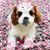 Leigh Wood Chauvin's profile image
