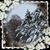 Brenda Tsukas Piercefield's profile image