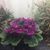 Carol Tomko's profile image