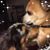 Chris Darson's profile image