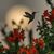 Melinda Stauffer Silardi's profile image