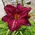 Kathie Di Novella's profile image