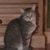 Jean Gaissert's profile image