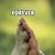 Liselotte Prinz's profile image
