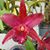 Dez Orchids's profile image