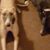 Barbara Withagen-Ciske's profile image