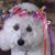 Carol Halowell's profile image