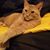 Donna Brawley's profile image