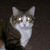 Julie Betzel's profile image
