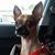 Carleen Otto's profile image