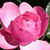 Ann Weist's profile image