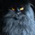 Laura DiCesare's profile image