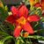 Dorris Ho-Slomiany's profile image