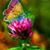 Diana Gilliland's profile image