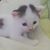 Adha Fitri's profile image