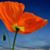 Allison Picard's profile image