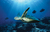yesinia g.'s profile image