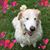 Molissa Burton Herman's profile image