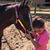 Lacey Hillis DePhilippis's profile image