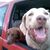 Dana McNellis Dodge's profile image