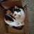 Charlene Peters's profile image