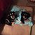 Carolyn Selk's profile image