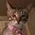 Caroline Ross's profile image