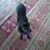Lu Sito's profile image
