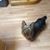 Eva Wood Rowe's profile image