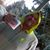 Snah Vech's profile image