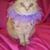 Carolyn Shourds's profile image