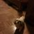 Peggy Hodges's profile image