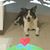 Andrea Marco Claudio Sardone's profile image