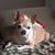 Melisa Dent Hunt's profile image
