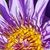 Theresa Adams Wedemeyer's profile image