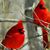 Debra Steward's profile image