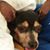 Manoel Fernandes's profile image