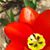Sheila Ray Lancaster's profile image