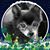 Deborah Rossi's profile image