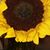 Carol Murphy's profile image