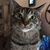 Lorrain Shinn Cook's profile image