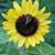 Jenny McCarthy's profile image