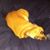 Amy Hanneman's profile image